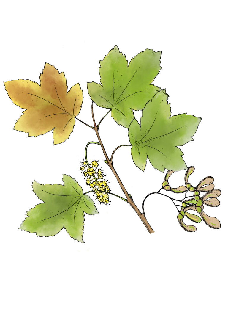 Bergahorn - Acer pseudoplatanus
