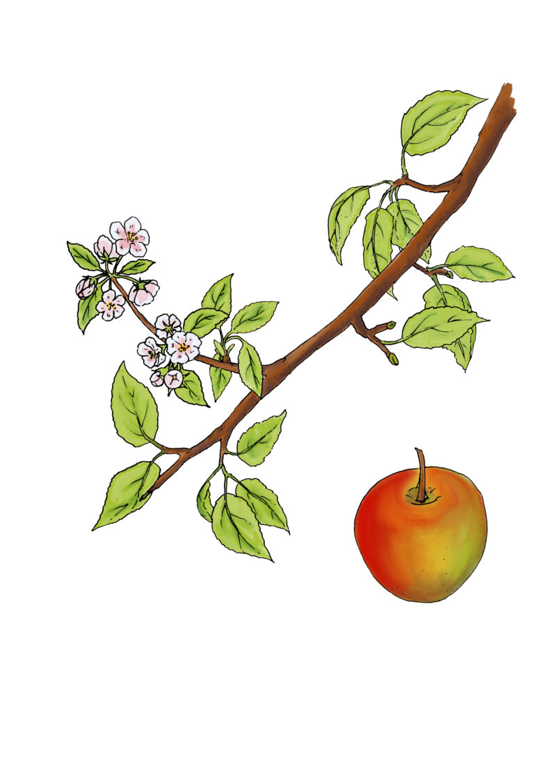 Apfelbaum - Malus domestica