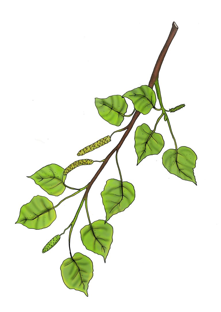 Birke - Betula pendula