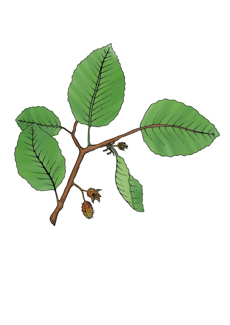 Rotbuche - Fagus sylvatica