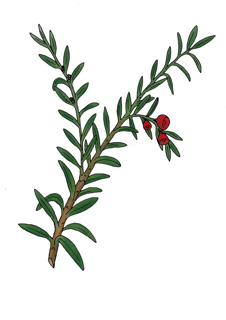 Gewöhnliche Eibe - Taxus baccata