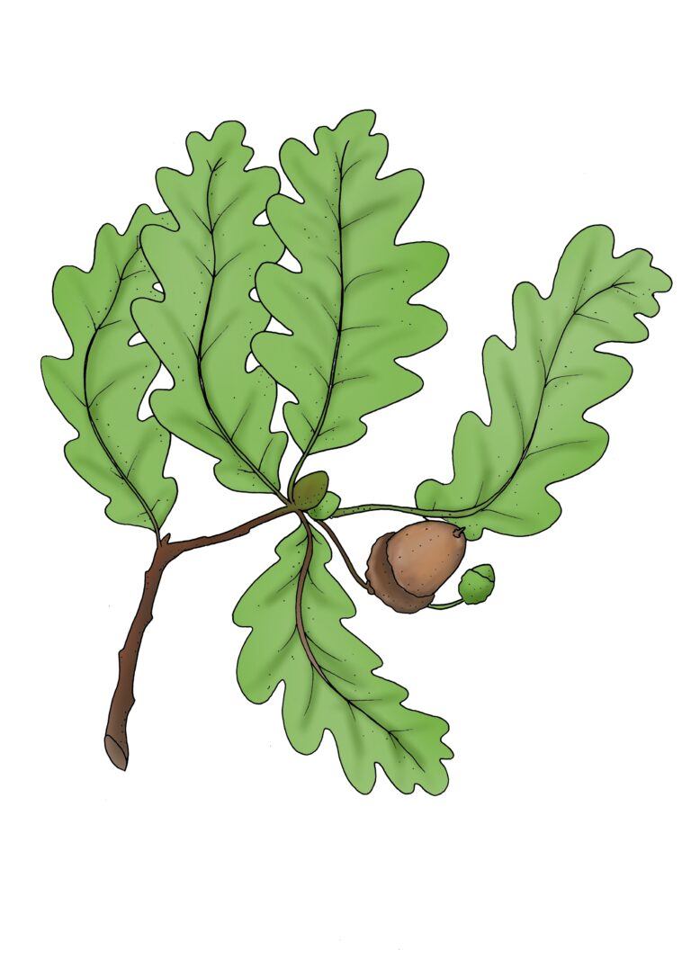 Stieleiche - Quercus robur