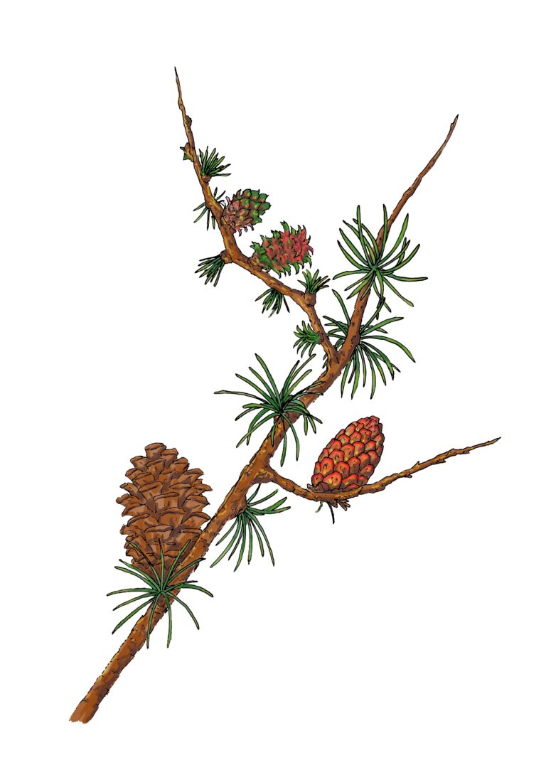 Lärche - Larix decidua