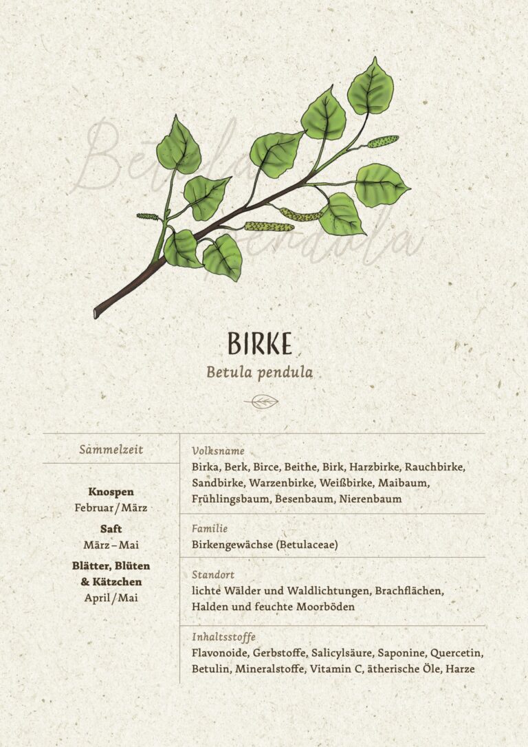 Leseprobe Baumkurs 03