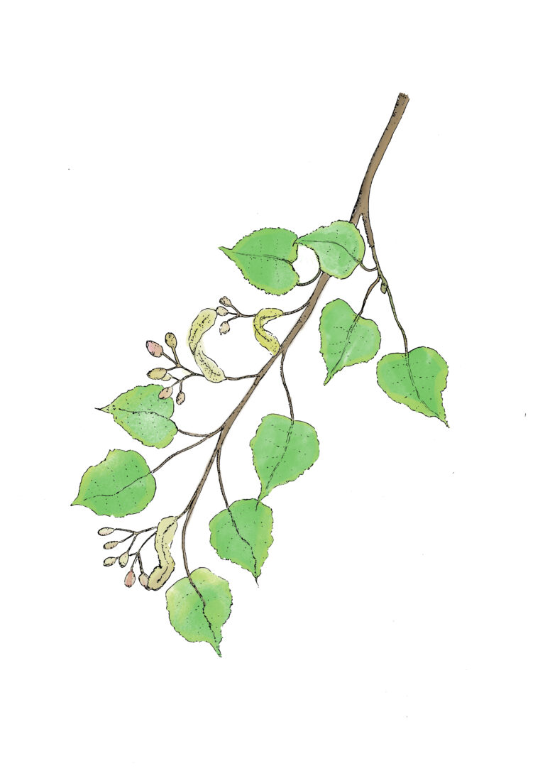 Winterlinde - Tilia cordata