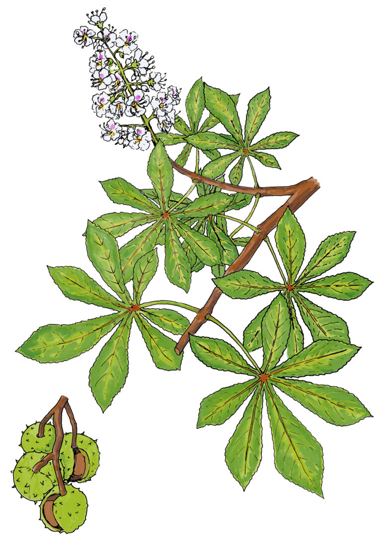 Rosskatanie - Aesculus hippocastanum