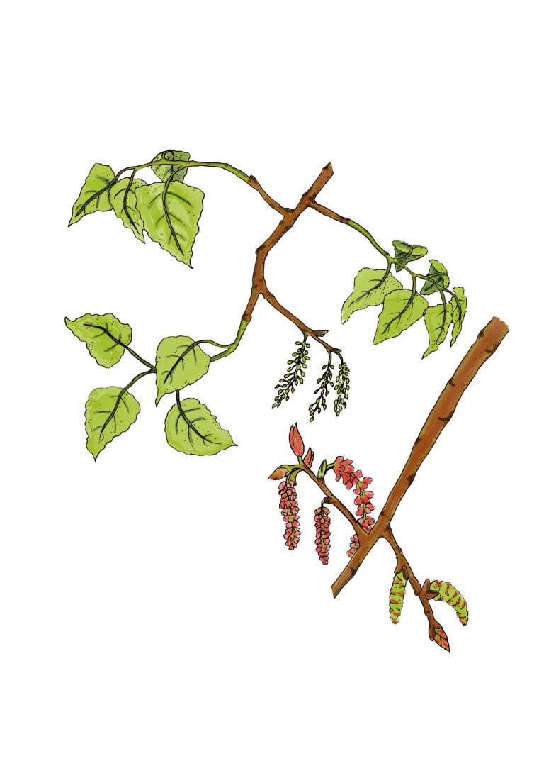 Schwarzpappel - Populus nigra