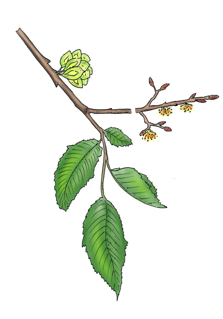 Bergulme - Ulmus glabra