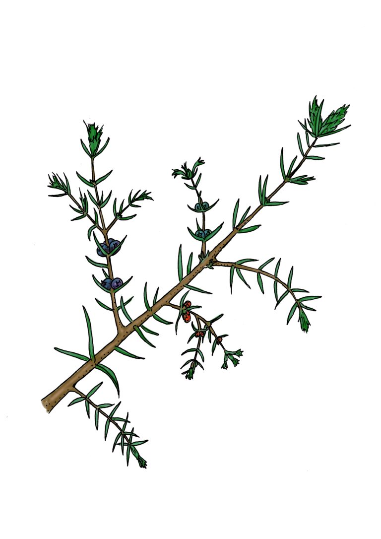 Gewöhnlicher Wacholder - Juniperus communis