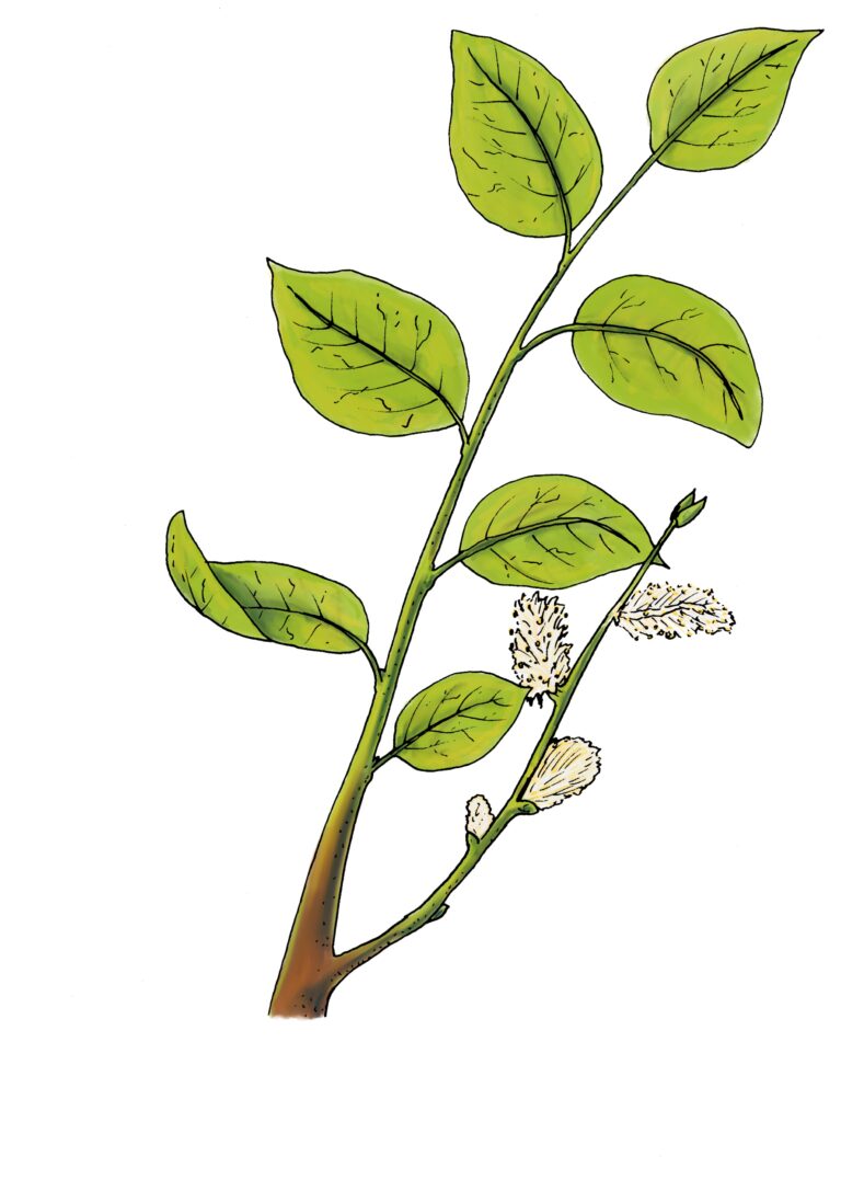 Salweide - Salix caprea